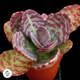 Kalanchoe humilis (Spotted kalanchoe) / 40 seeds